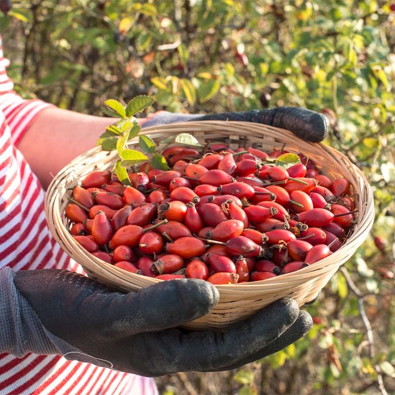 6 Amazing Health Benefits of Quercetin