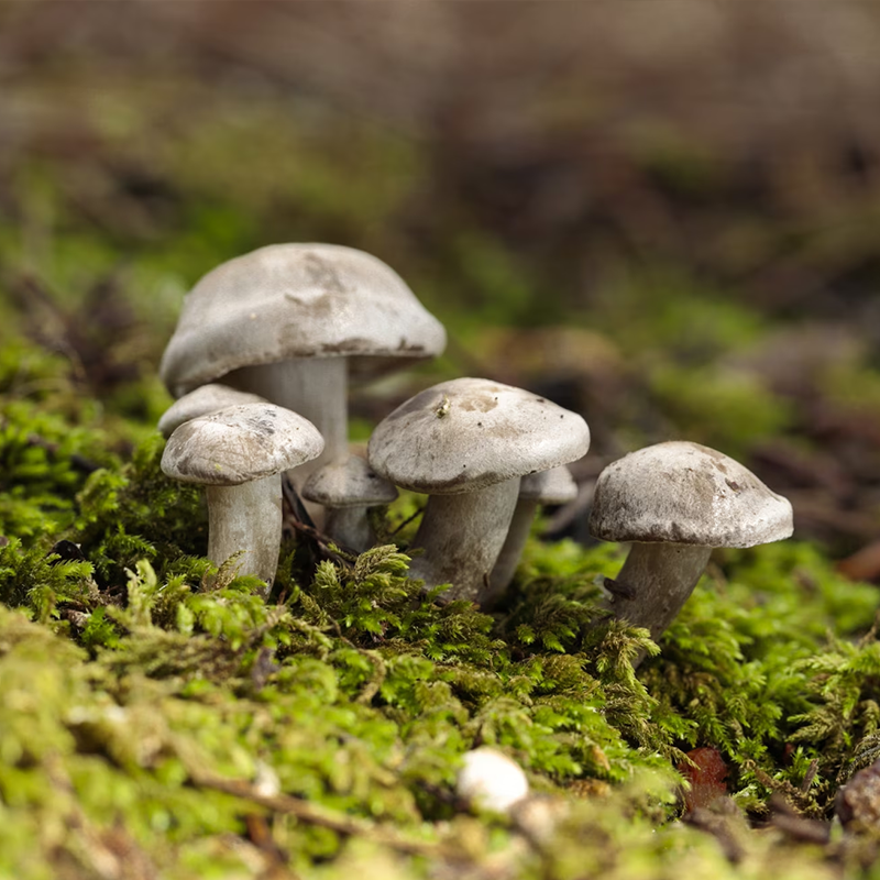The 6 Functional Mushrooms Everyone Is Talking About (And How They Work)