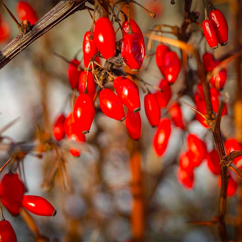 9 Impressive Health Benefits Of Berberine
