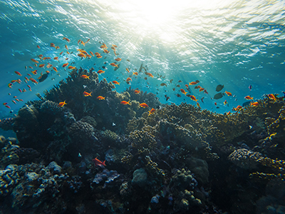 What is Marine Collagen, and Why Does Your Body Need it?