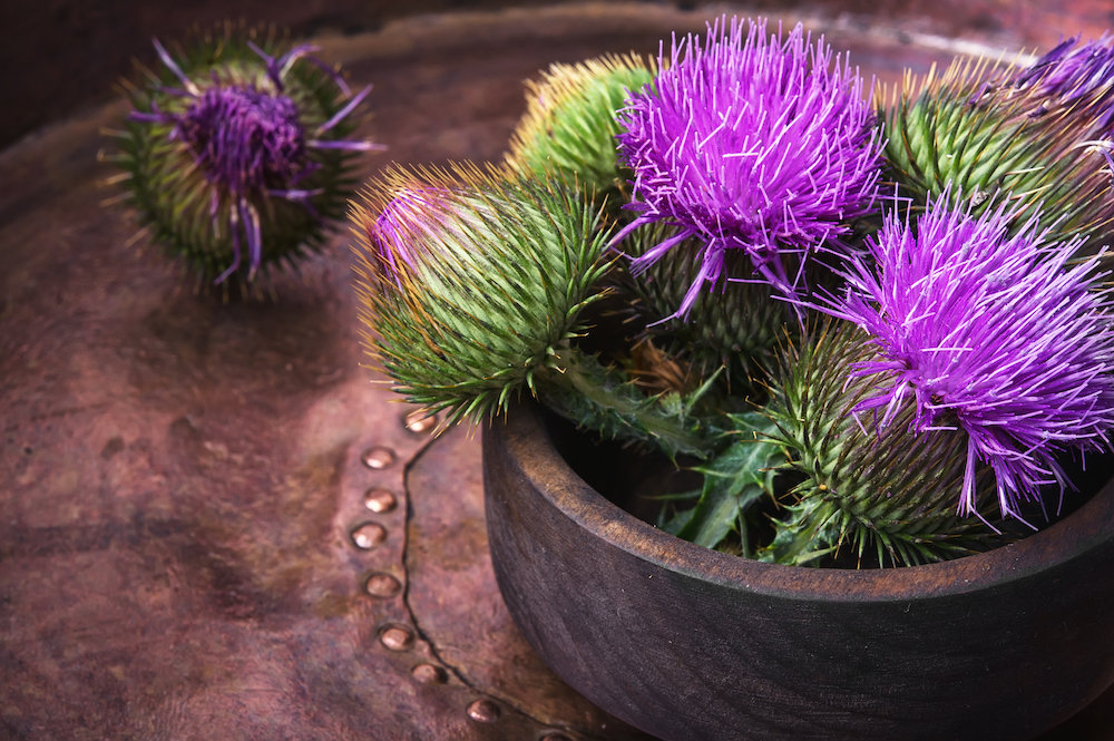 Give your Liver some Love with Milk Thistle’s Benefits