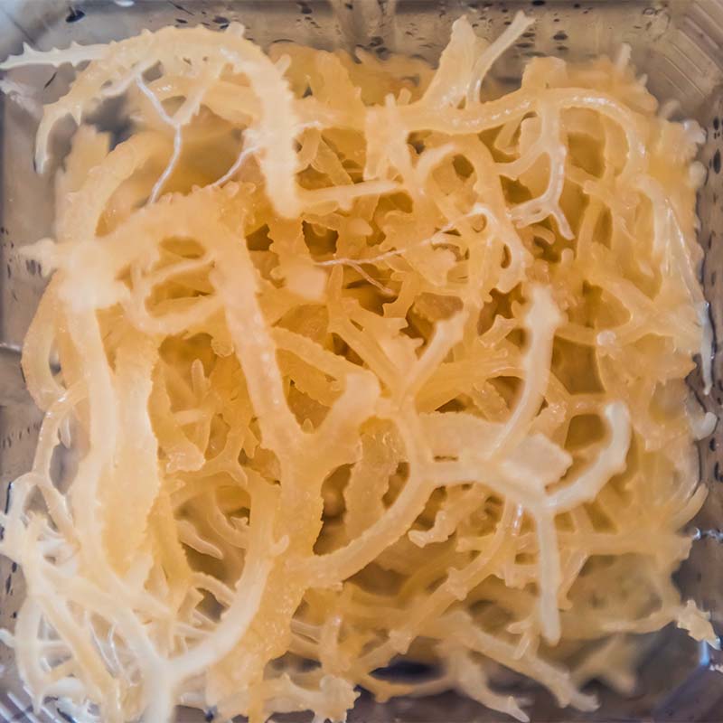 9 Impressive Benefits of Sea Moss (You Won't Believe Number 8)
